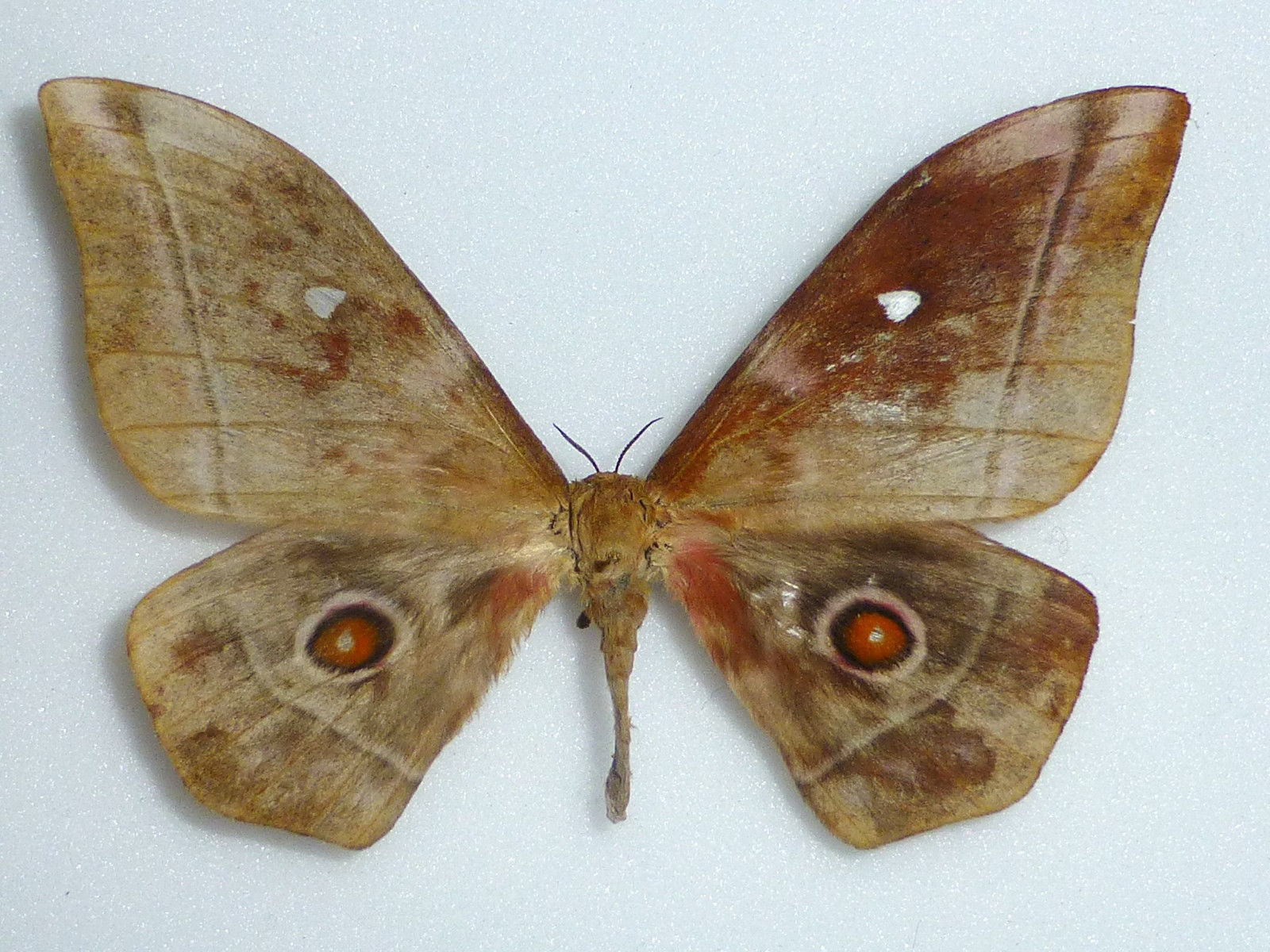 Imbrasia obscura (gynandromorph cameroon) (Internet Image property of respective owner, non-commercial use only)